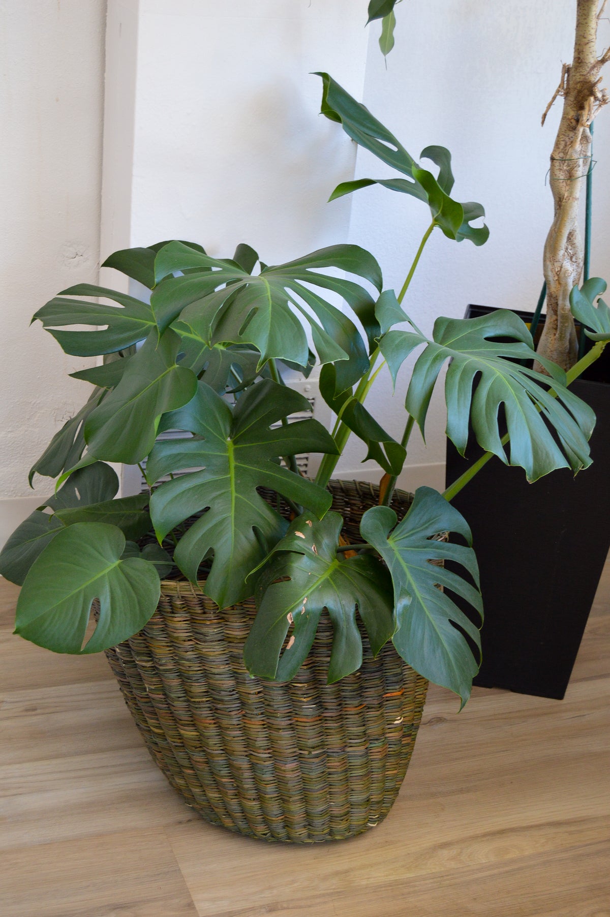 Plant Care & Conditioning